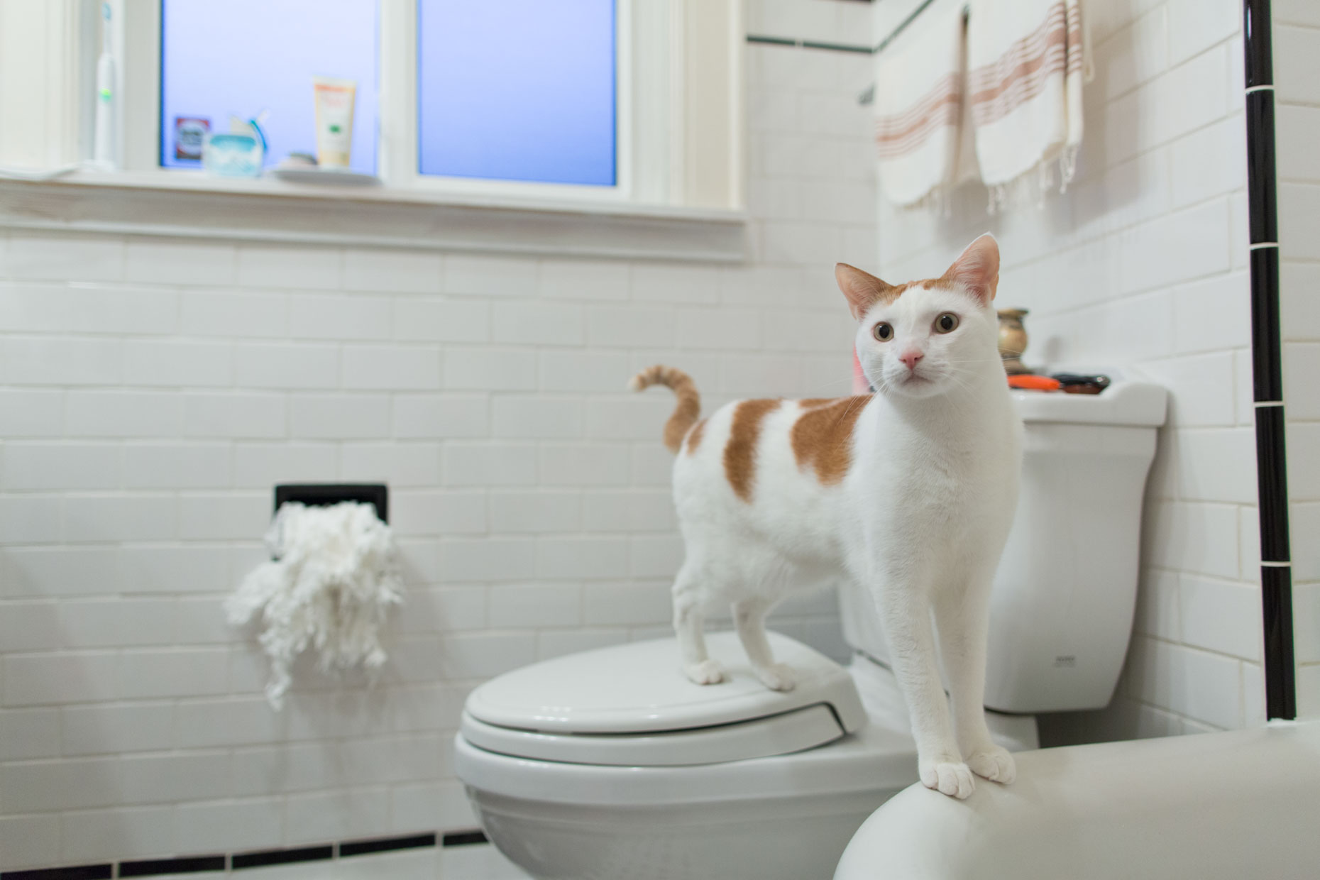 Cat Photography Cat Destroying Toilet Paper by Mark Rogers
