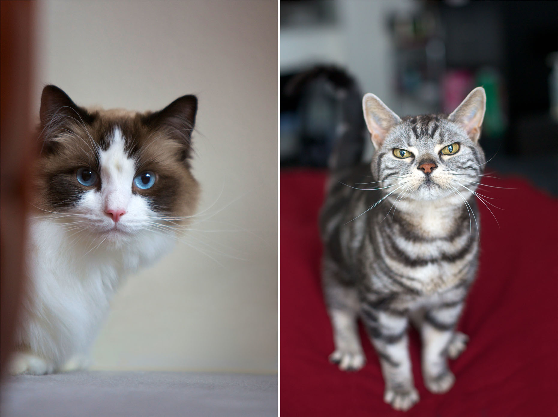 Pet Photography | White Cat and Striped Cat by Mark Rogers