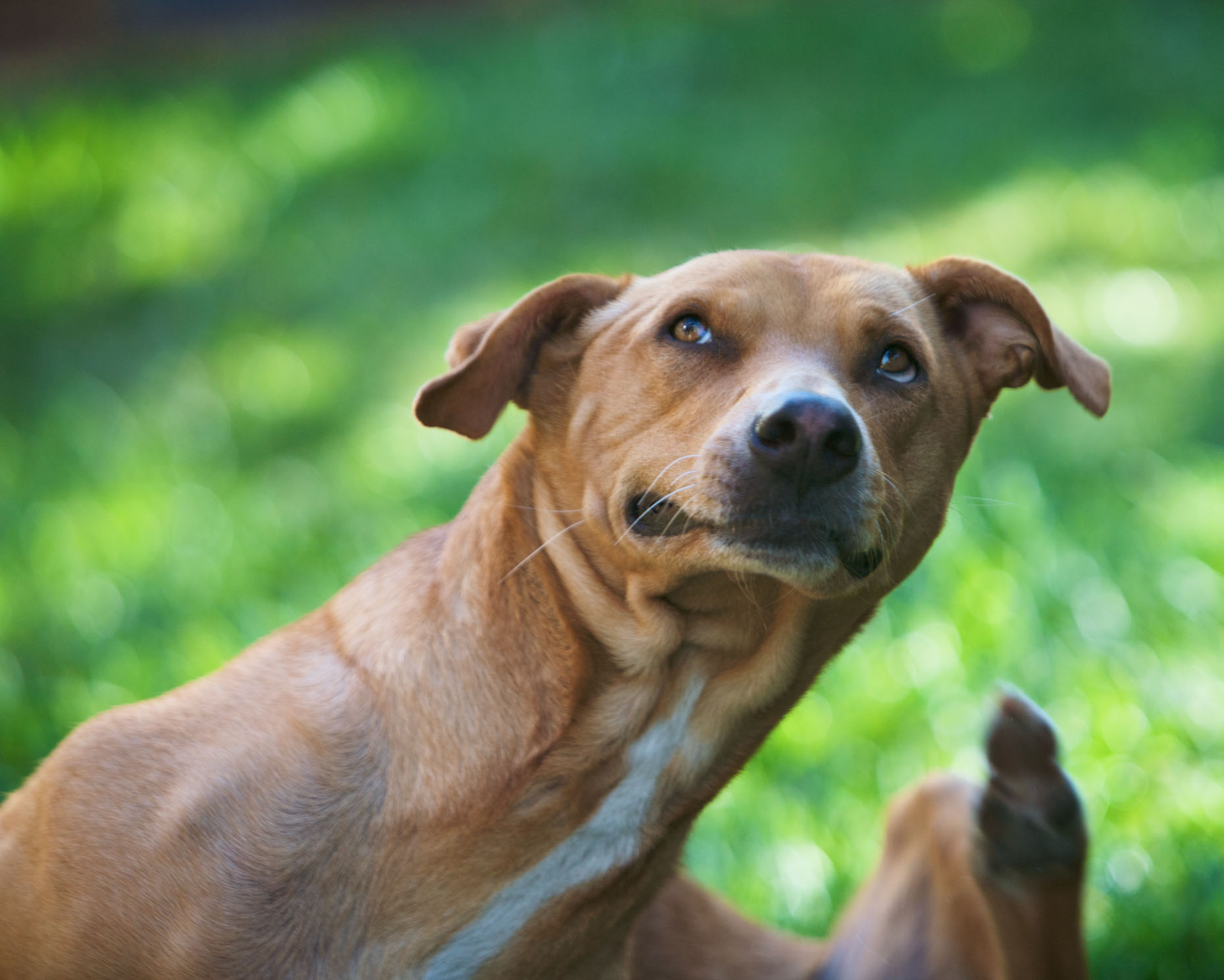 Dog Photography Dog Scratching Ear by Mark Rogers