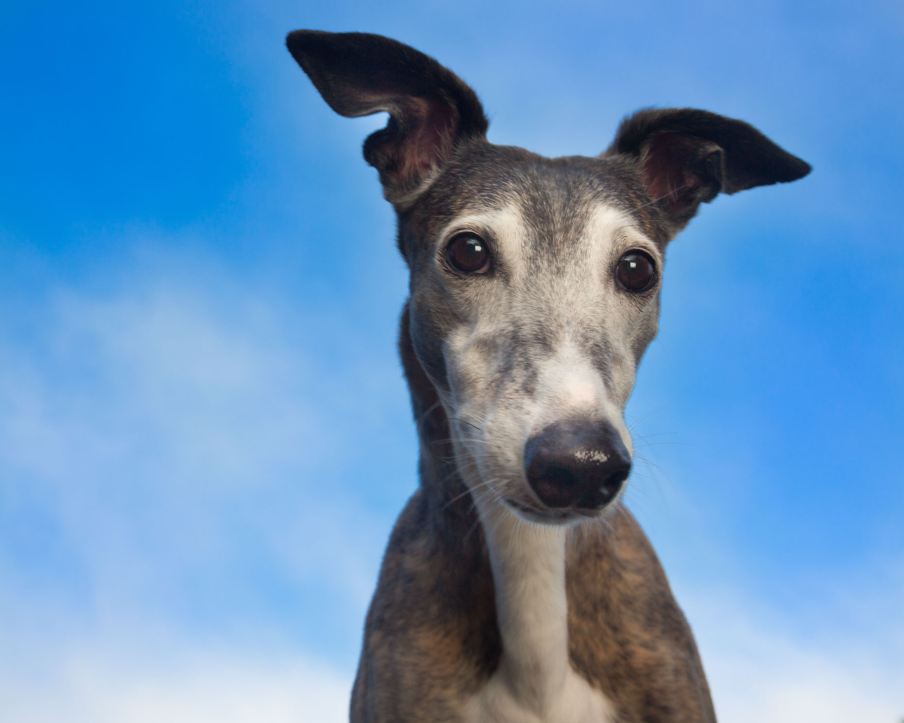 Dog and Pet Photography Greyhound Closeup by Mark Rogers