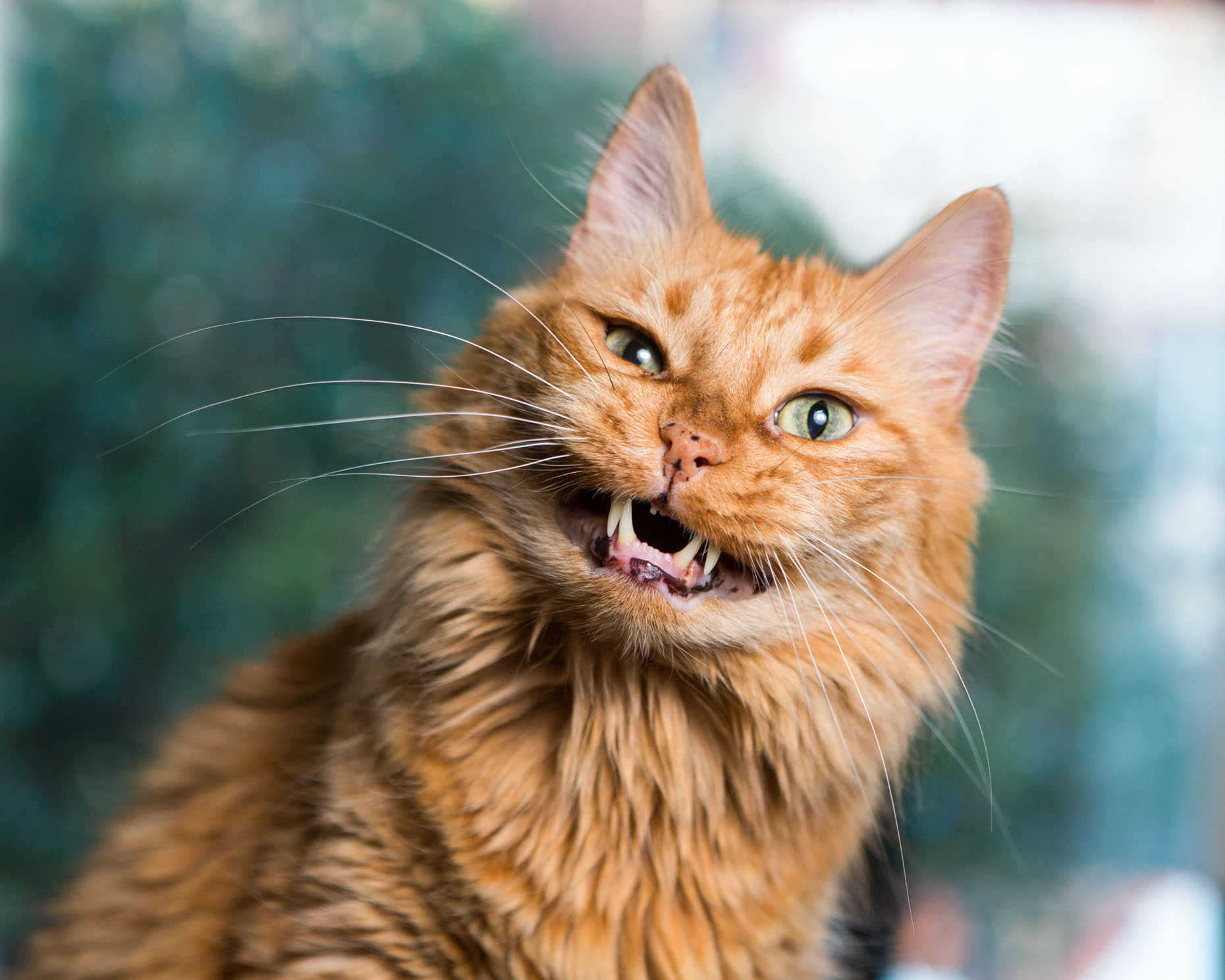 Commercial Pet Photography Orange Cat Chewing by Mark Rogers