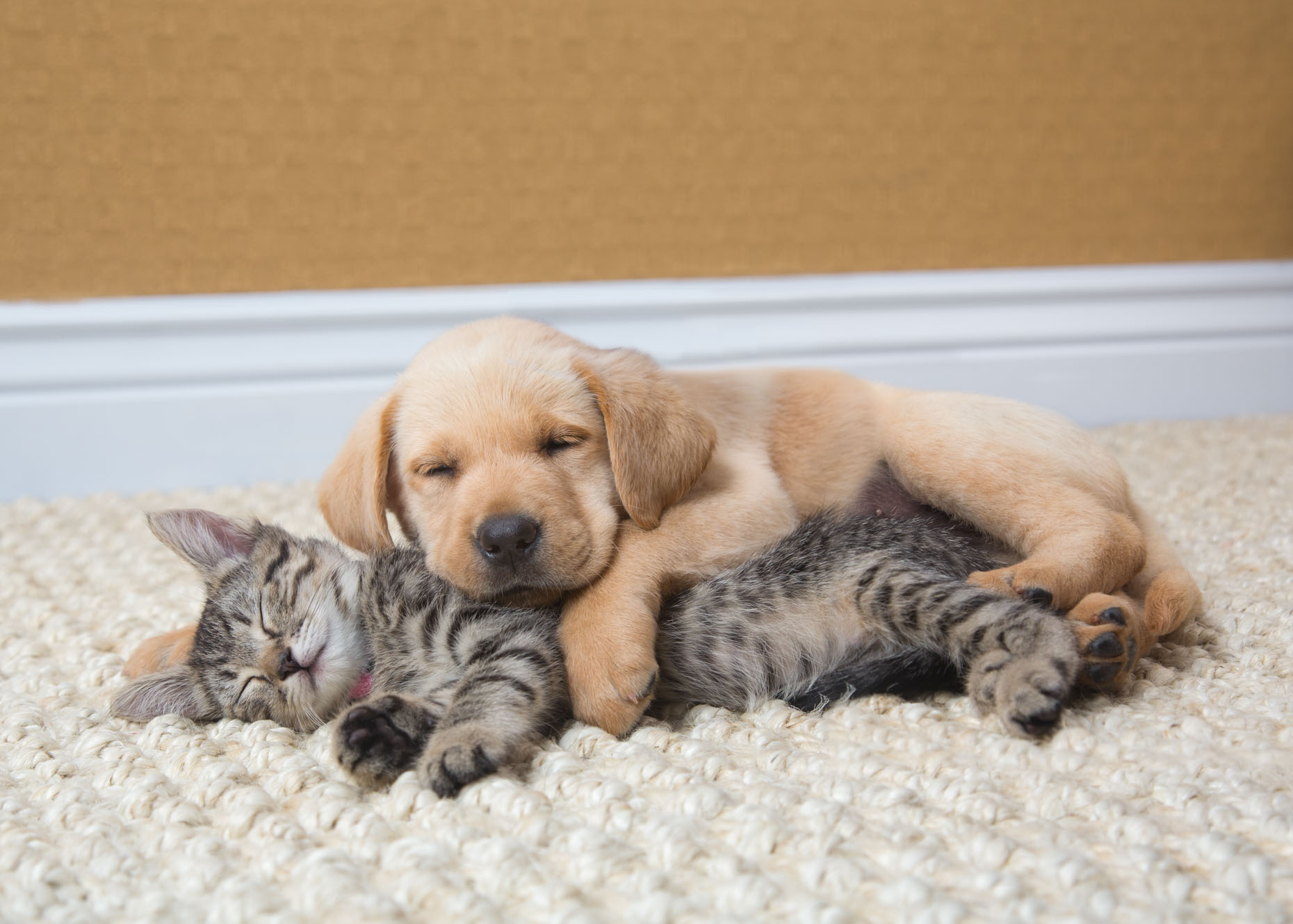 Cat and Pet Photography | Puppy and Kitten Sleeping by Mark Rogers