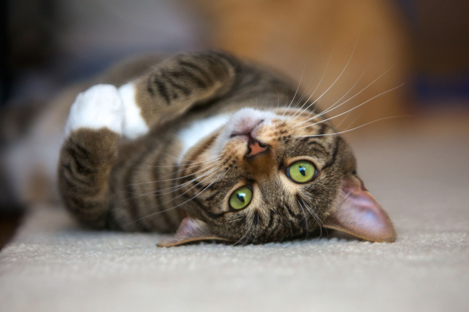 Cat Photography | Tabby Cat On Back by Mark Rogers