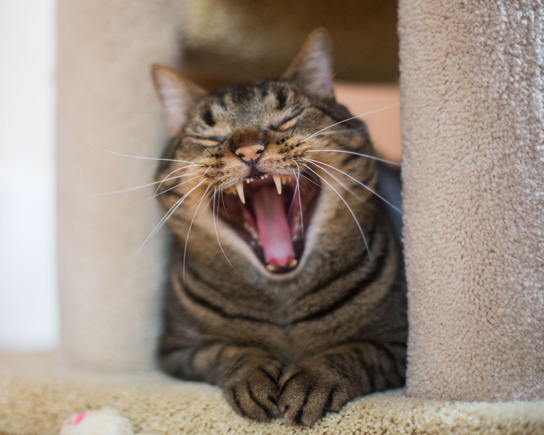 Cat And Pet Photography Tabby Cat Yawning By Mark Rogers