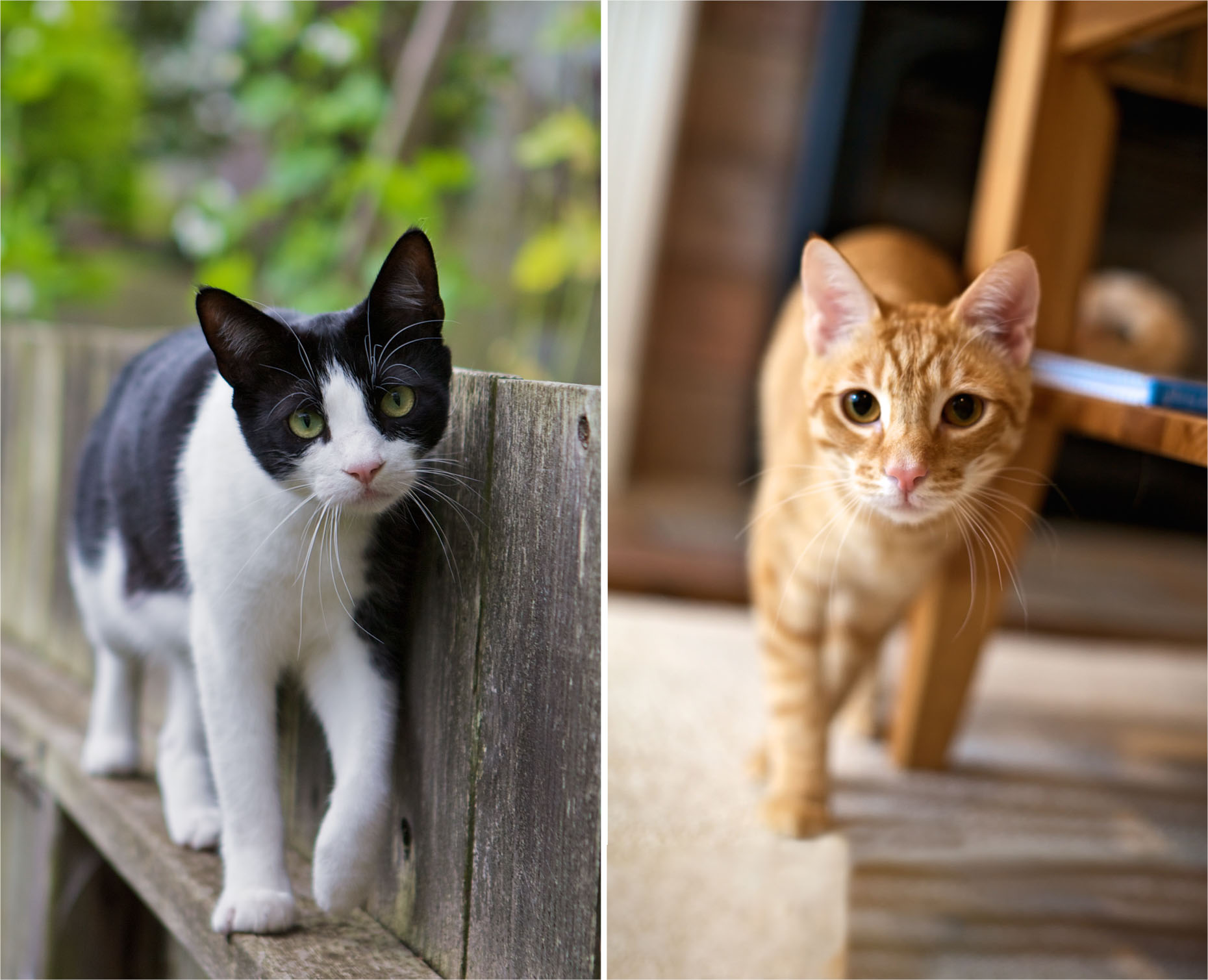 Cat Photography | Cats Walking Toward Camera by Mark Rogers