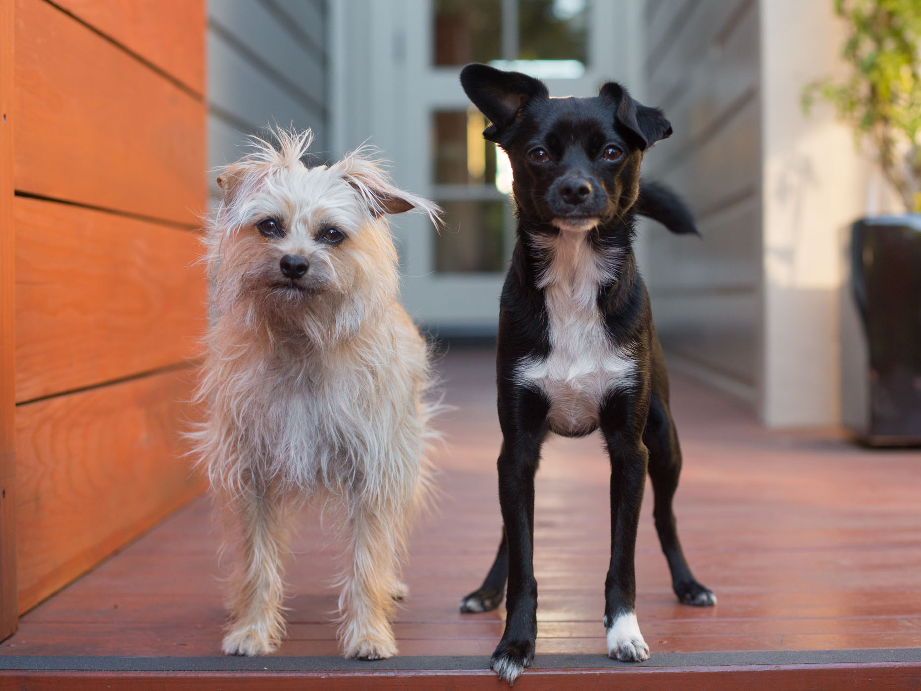 Pet Photography Two Mutt Dogs by Mark Rogers